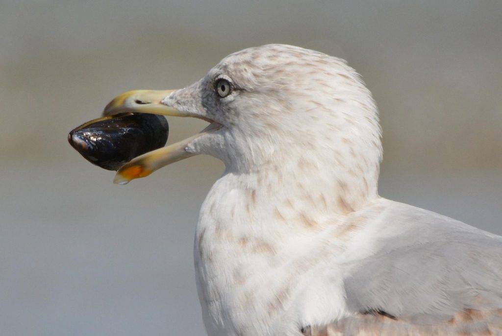 seagull, mussel, nature, animal, bird