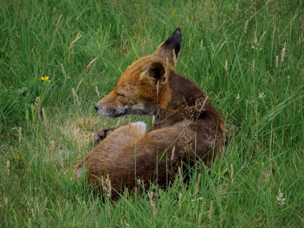A peaceful red fox relaxes in a grassy field on a sunny day, a perfect capture of wildlife in nature.