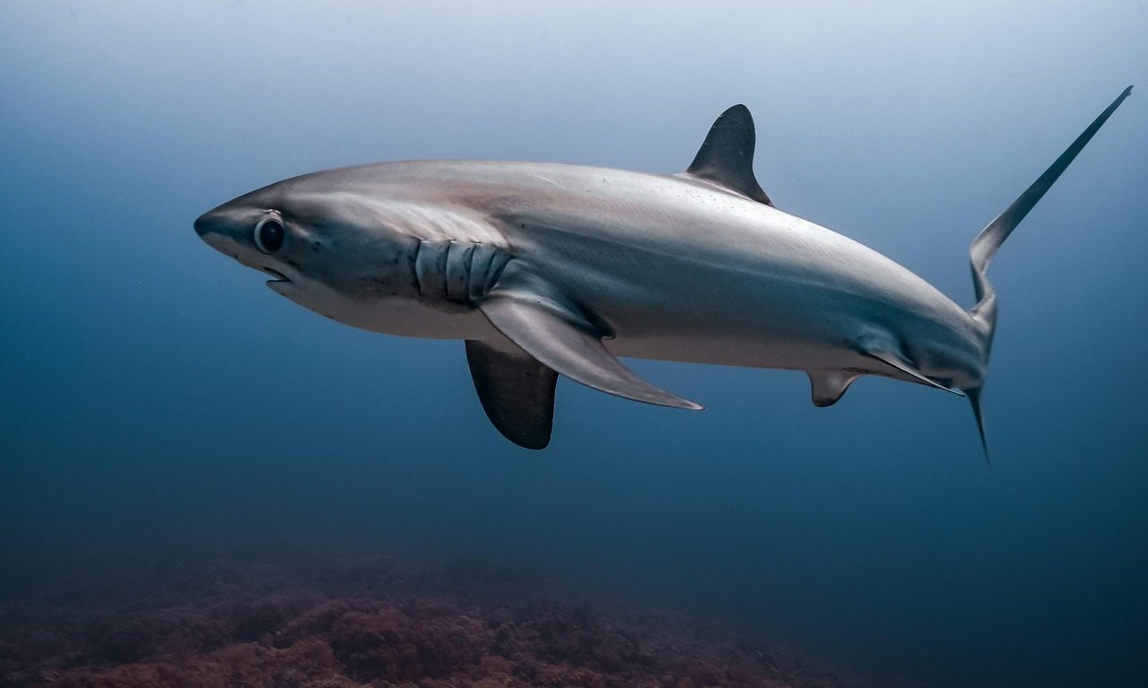thresher shark, malapascua, underwater, nature, shark, animal, wildlife