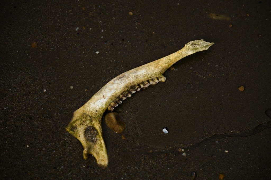 A weathered animal jawbone rests on dark wet sand.
