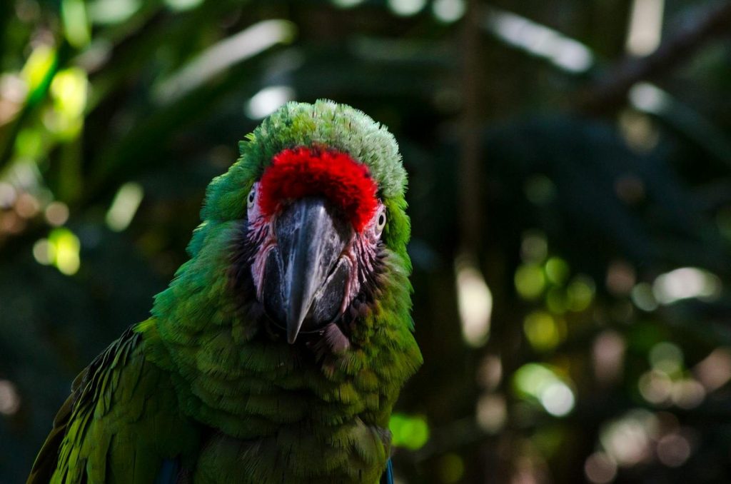 Close-up of a Military Macaw in the wild, showcasing vibrant green and red feathers against a blurred natural background.