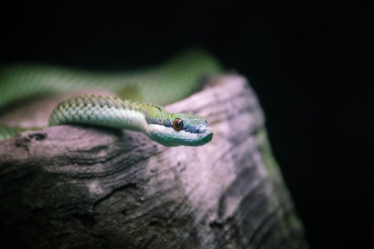 snake, reptile, animal, nature, scales, portrait, head, serpent