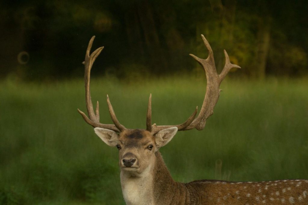 A majestic stag stands proudly in a dense forest, showcasing its impressive antlers.