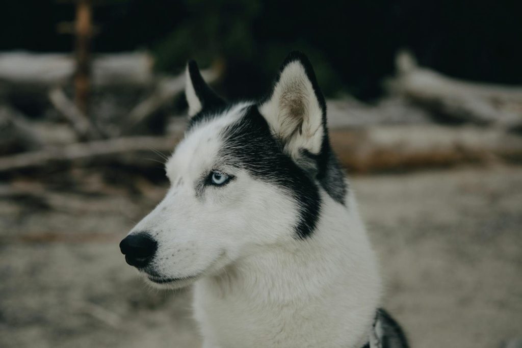 Close-up of a Siberian Husky with blue eyes, outdoors in natural surroundings.