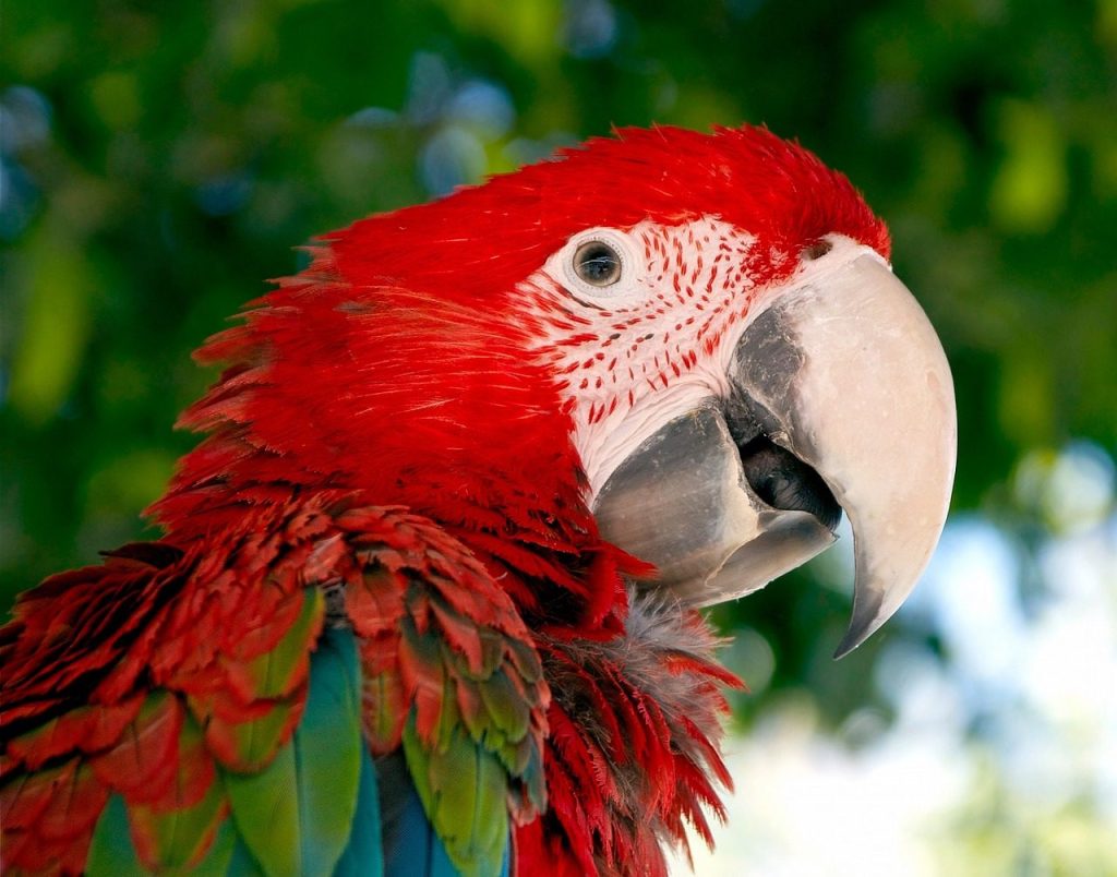 macaw, parrot, bird, red, green, red and green macaw, animal, nature, tropical, wildlife, wild, bright, colorful, exotic, portrait, vibrant, close, head, beak, macaw, macaw, macaw, macaw, macaw, parrot