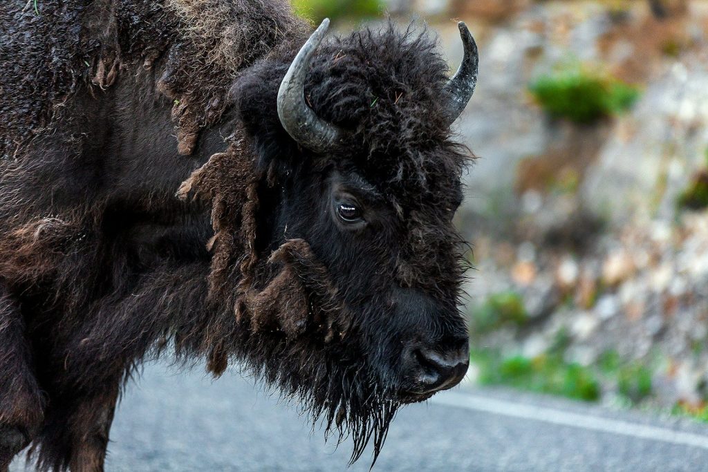 a bison standing on the side of a road