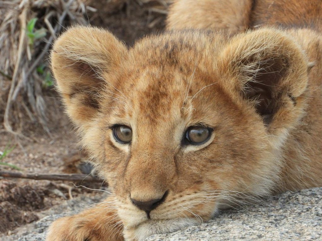 Close-up image of a cute lion cub resting on a rock in the wild.