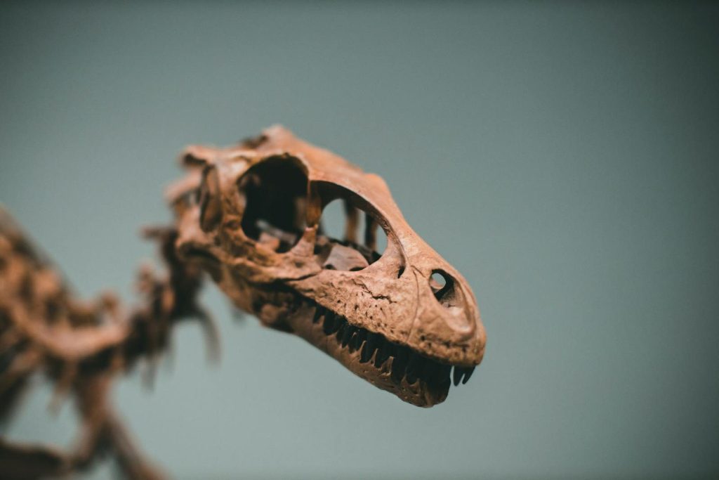 Detailed close-up of a dinosaur's skull fossil exhibiting intricate bone structure.