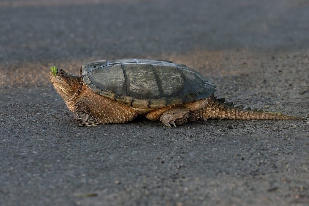 turtle, full hd wallpaper, free background, mac wallpaper, tortoise, animal, cool backgrounds, hd wallpaper, wildlife, free wallpaper, wallpaper hd, nature, 4k wallpaper 1920x1080, wallpaper 4k, reptile, windows wallpaper, beautiful wallpaper, desktop backgrounds, laptop wallpaper, 4k wallpaper, wallpaper