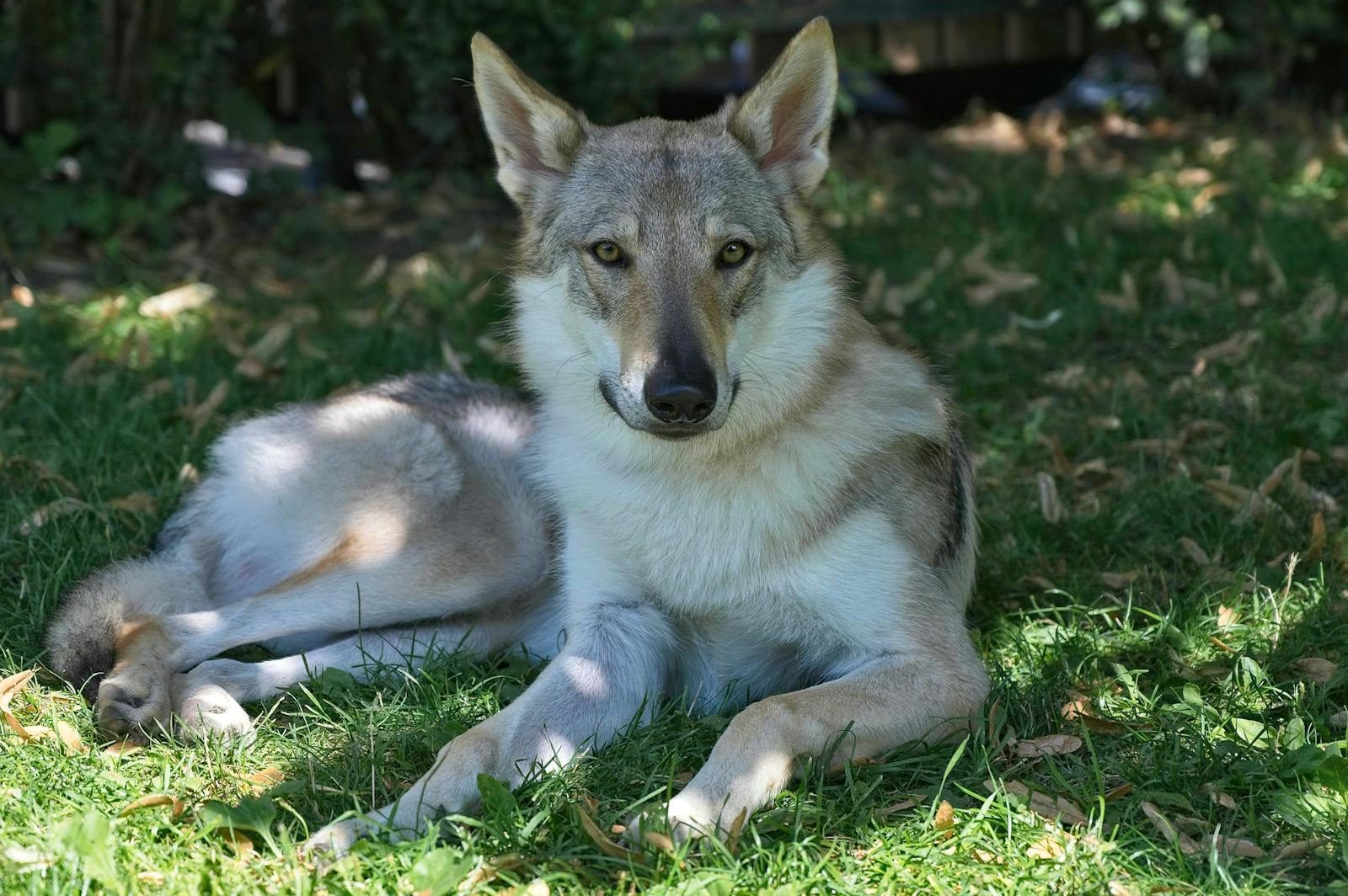 A young grey wolf rests contently on lush green grass in a serene outdoor setting.
