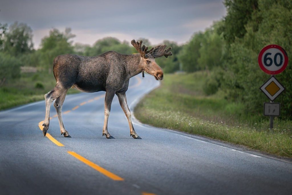 moose, elk, bull, animal, antlers, male moose, mammal, wildlife, fauna, wilderness, nature, norway, bodø