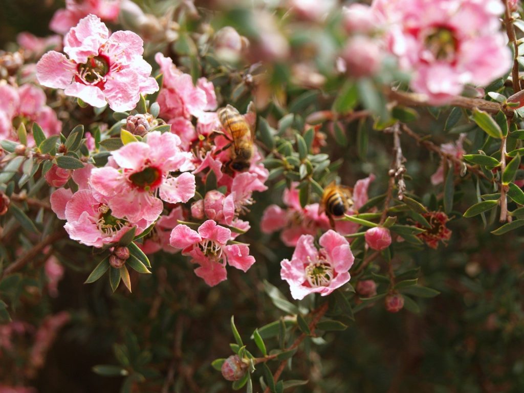 A bunch of pink flowers that are on a bush