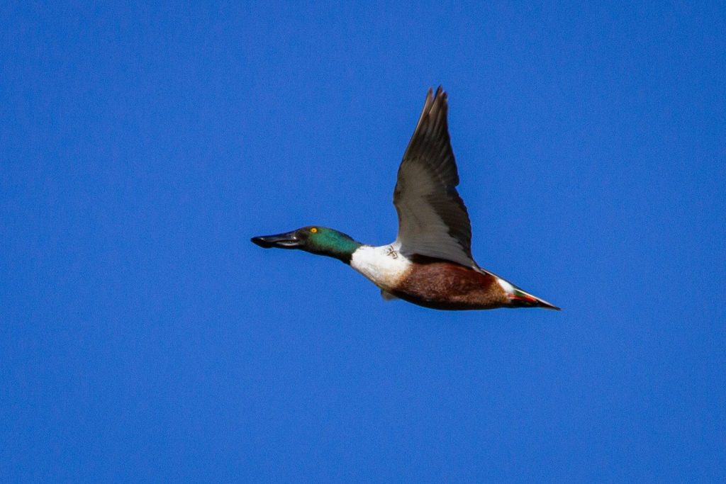 brown and white duck flying under blue sky during daytime