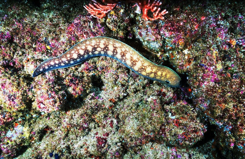 multicolored sea creatures on corals