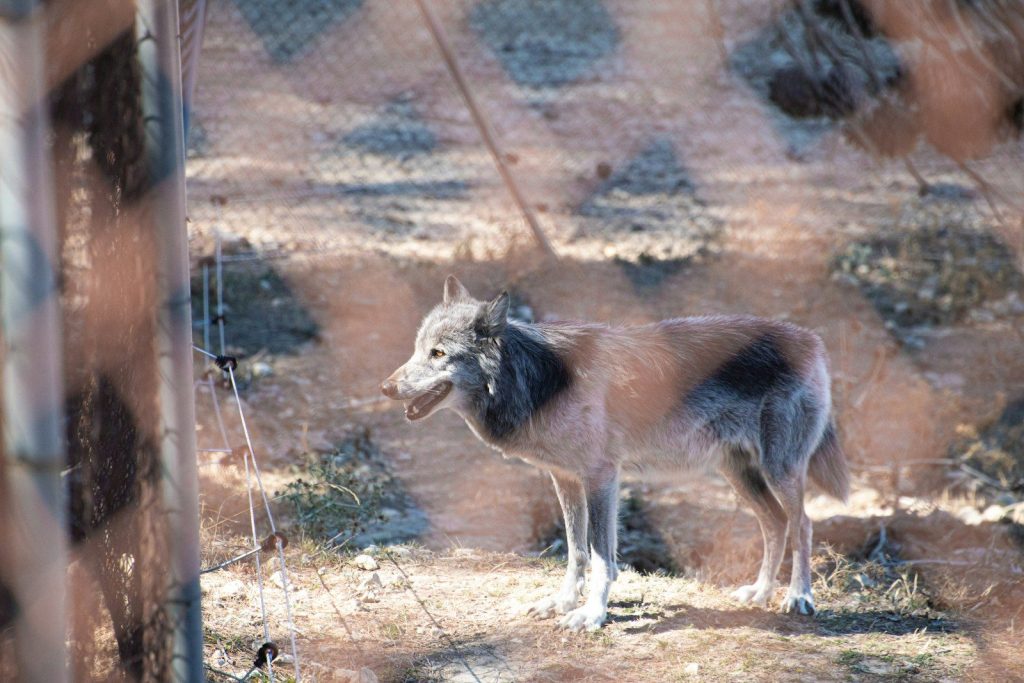 white fox on brown field during daytime