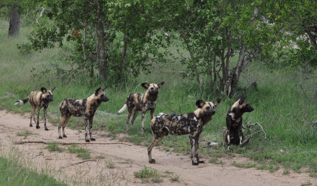 a herd of wild dogs walking down a dirt road