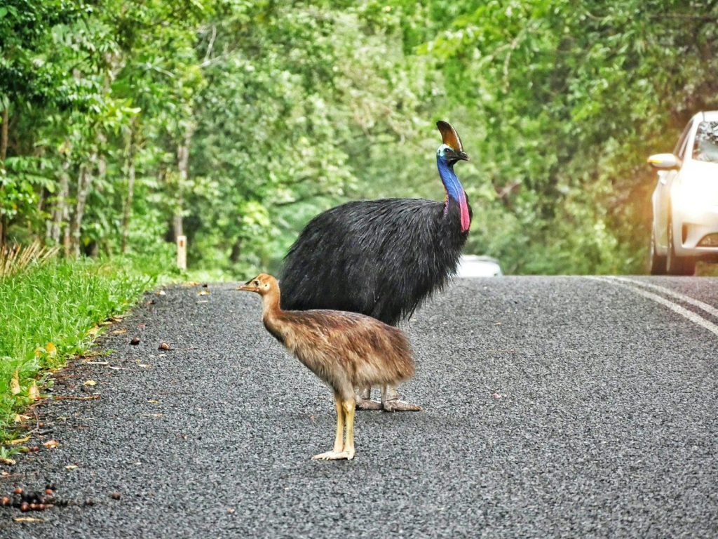 a couple of birds standing on the side of a road