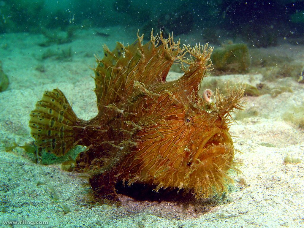 Anglerfish