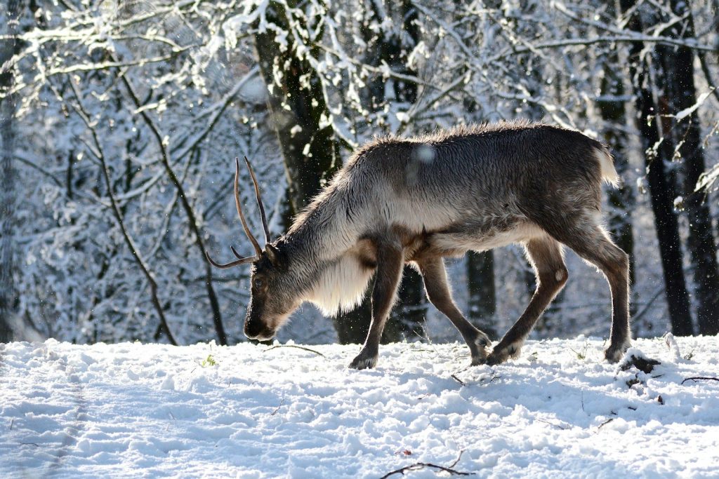 a deer in the snow