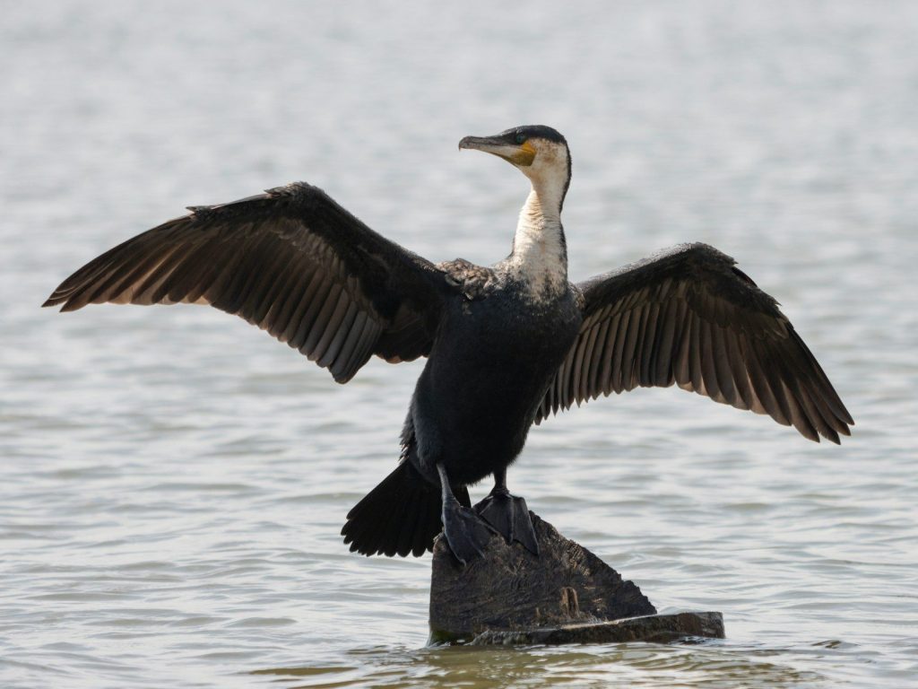 A large bird standing on top of a rock in the water