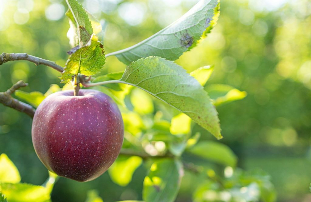 a close up of an apple on a tree