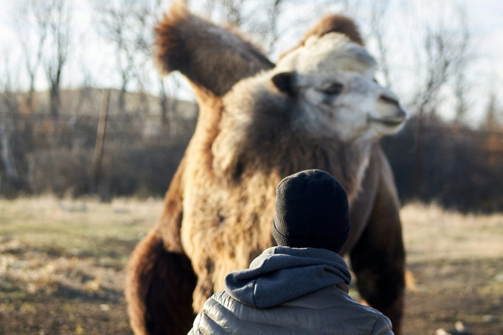 a camel standing next to a person in a field