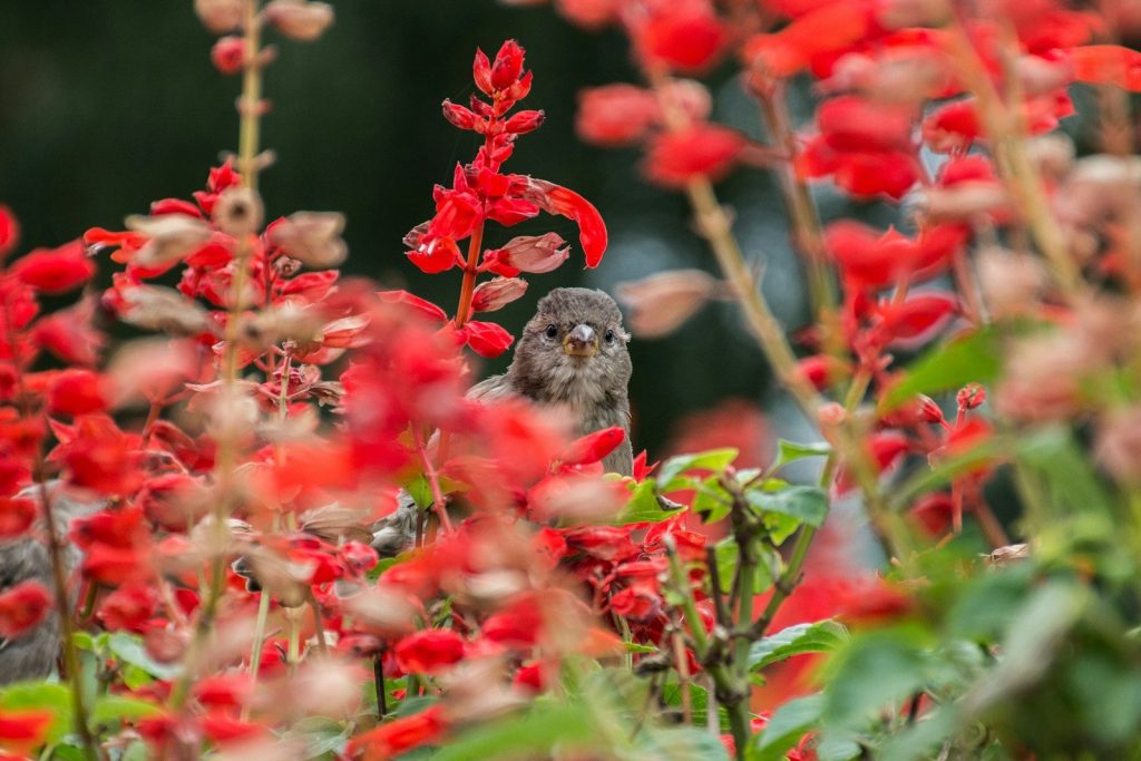 brown and white bird on red flower