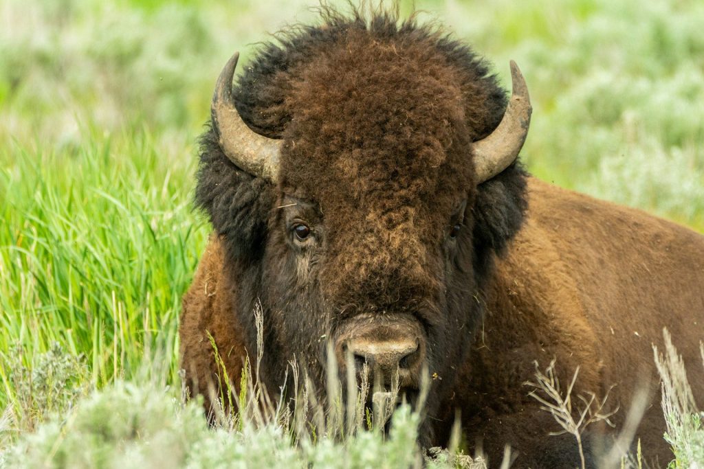 A bison rests in a grassy field