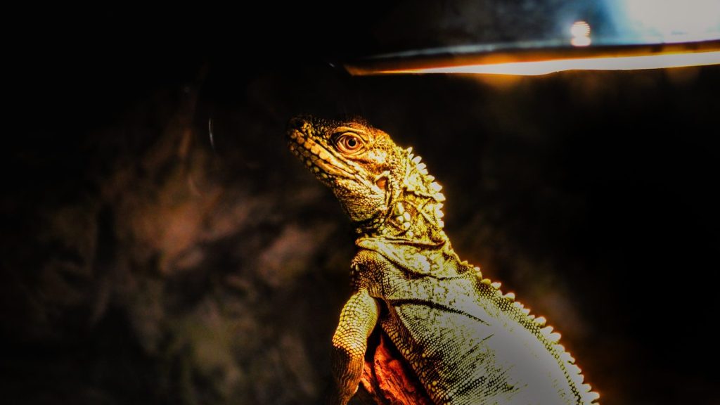 A close-up of a lizard under a heat lamp.