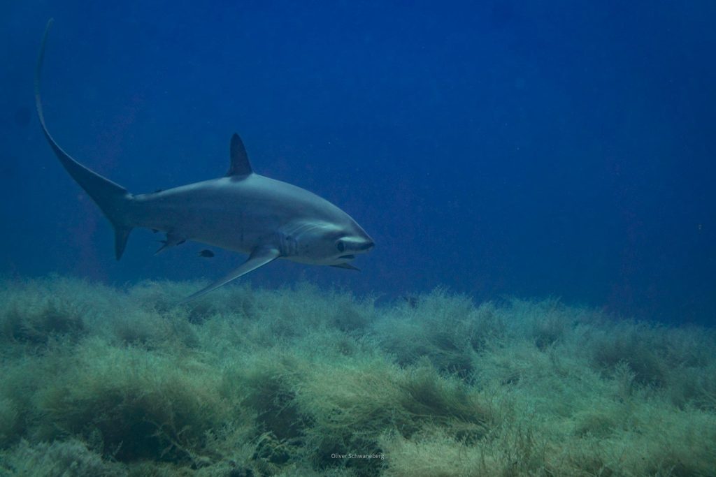 A shark swims over a grassy ocean floor