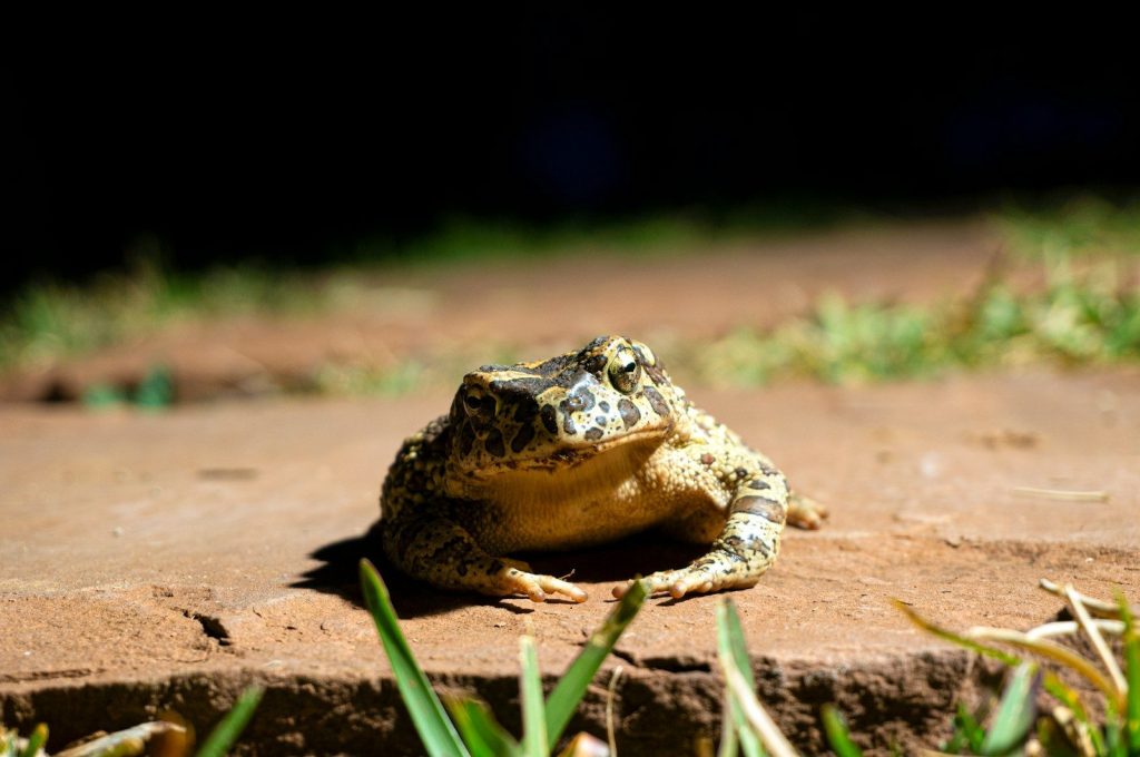 brown and black frog on brown soil
