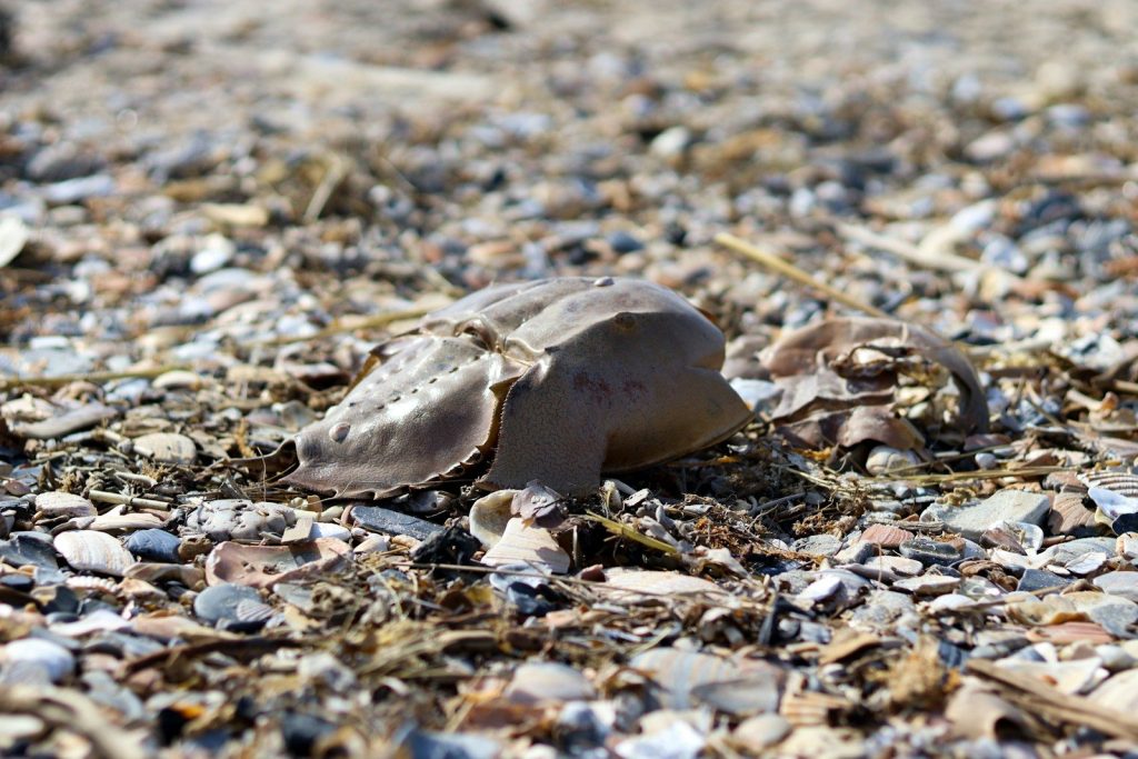 a shell on the ground covered in shells