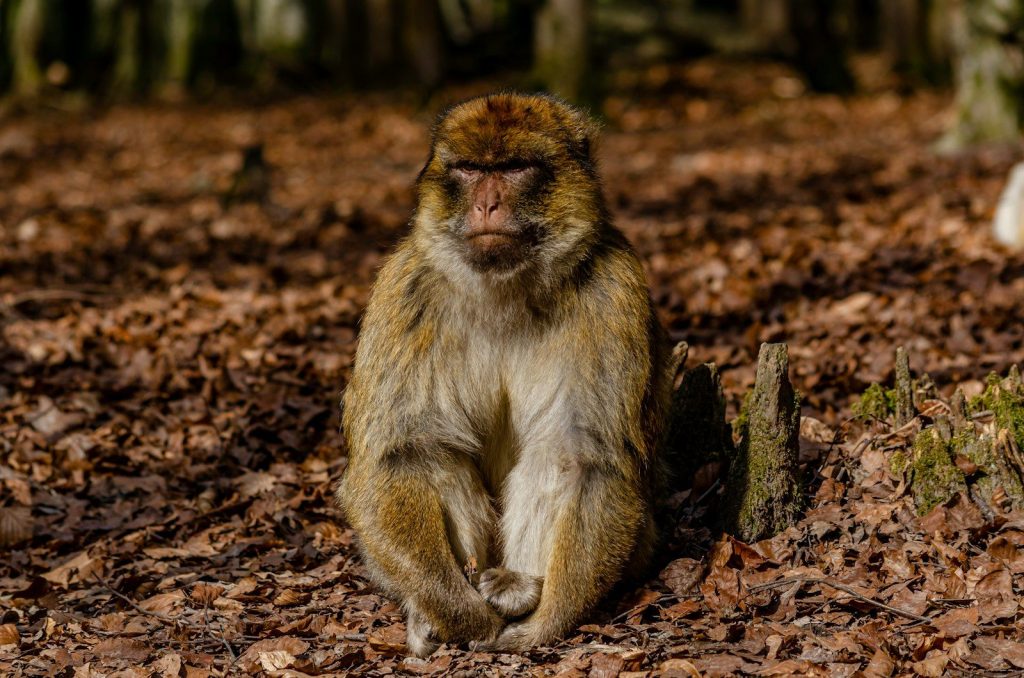 a monkey sitting on the ground