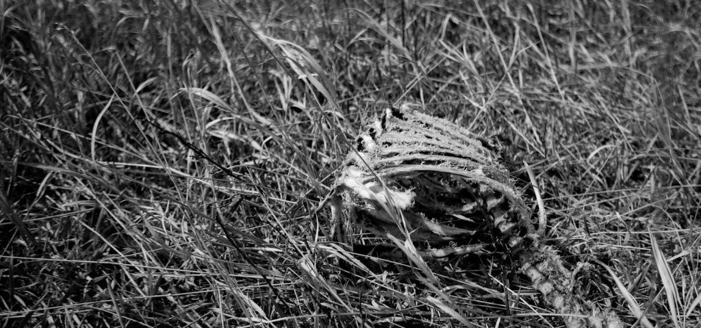 A bird hiding in tall grass