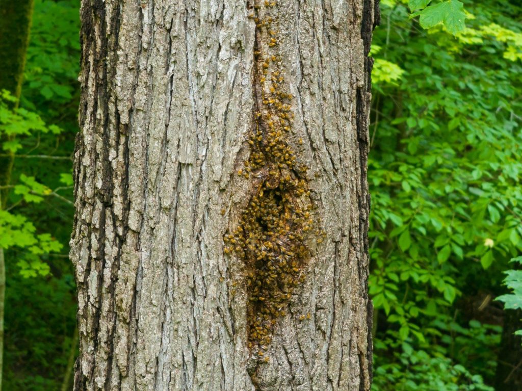 A swarm of bees is clustered on a tree.