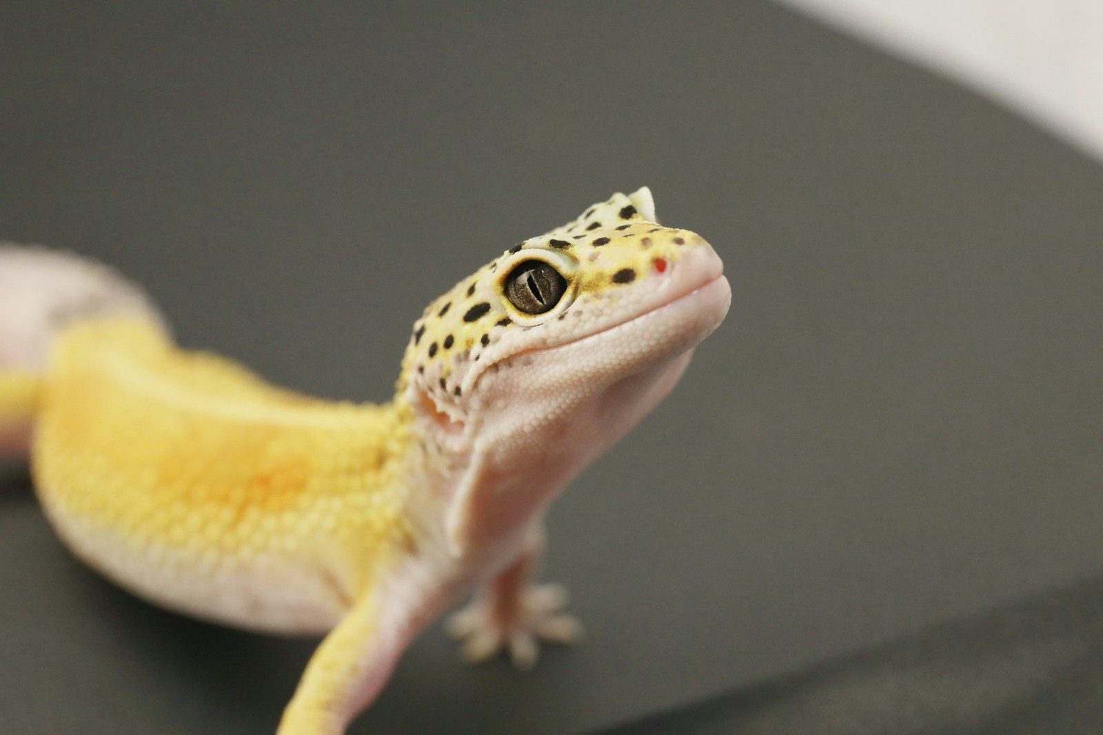 A leopard gecko with yellow and black spots