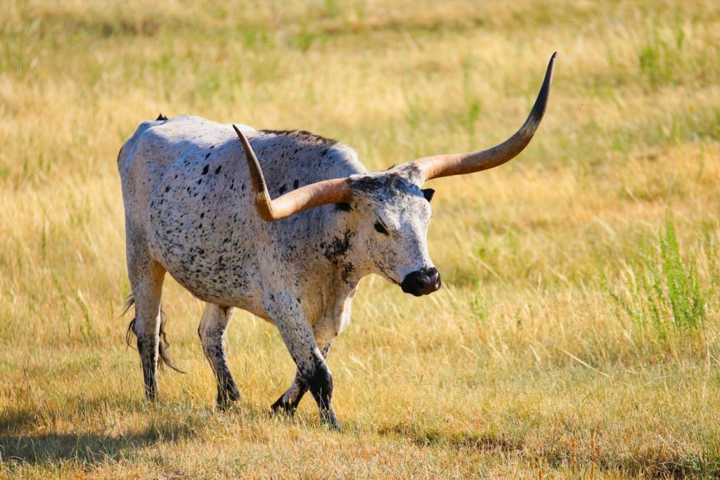 gray four legged animal on green grass field