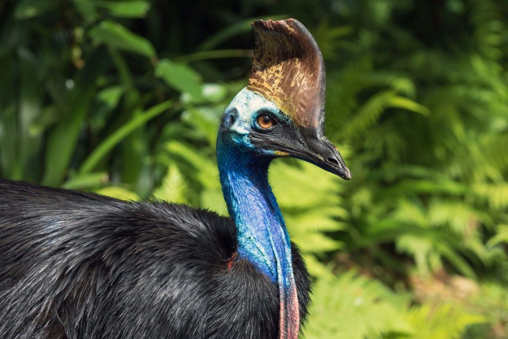 a close up of an ostrich with a bush in the background
