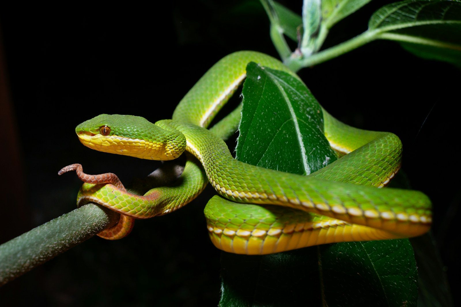 a large green snake is on a branch