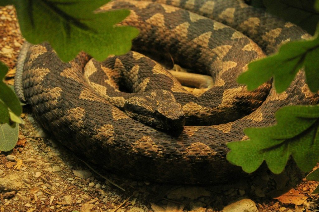 a close up of a snake on the ground