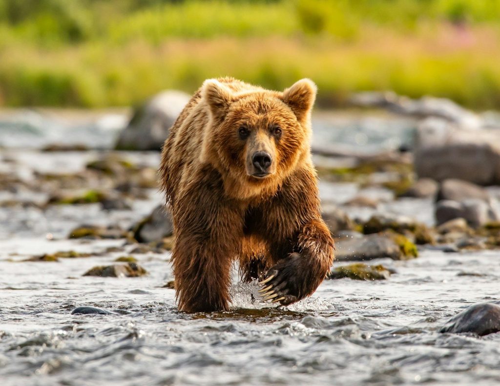 A large brown bear walking across a river