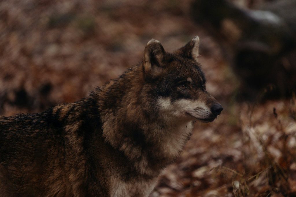 a lone wolf standing in a wooded area
