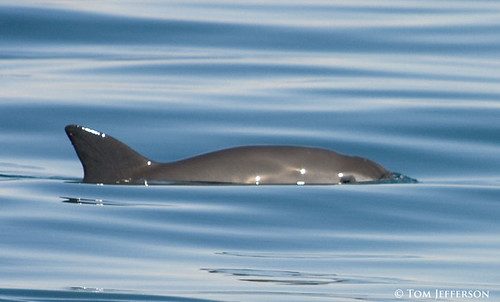 Vaquita - 2008