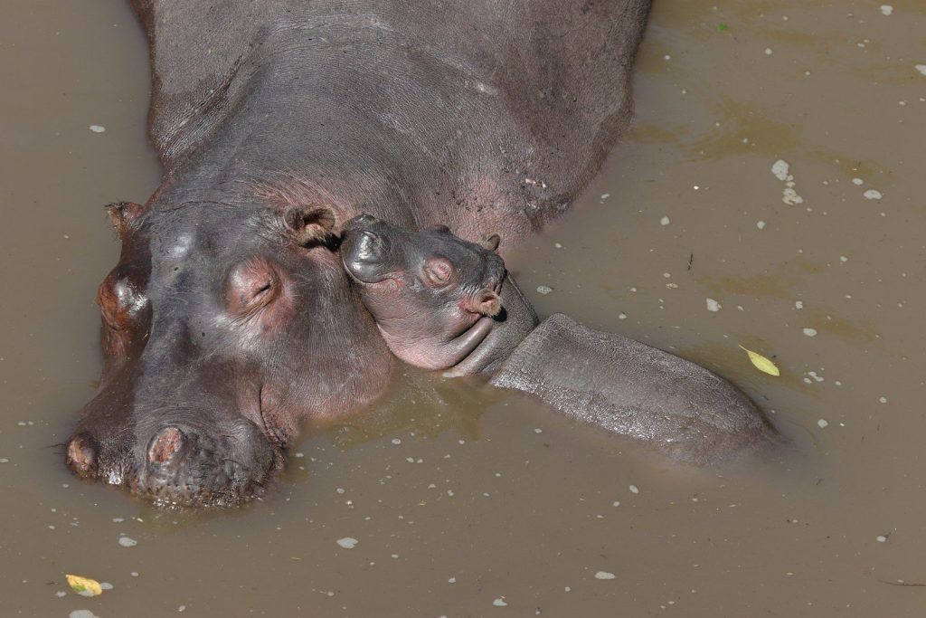 black rhinoceros