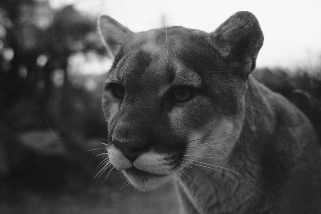 a black and white photo of a mountain lion