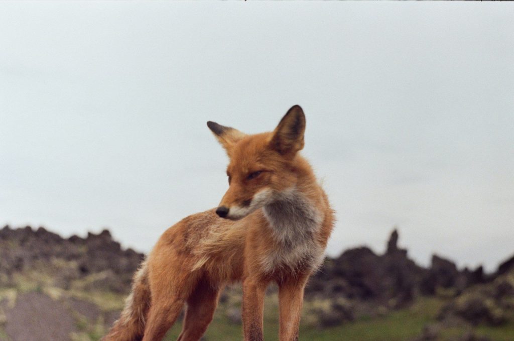 A red fox standing on top of a grass covered field
