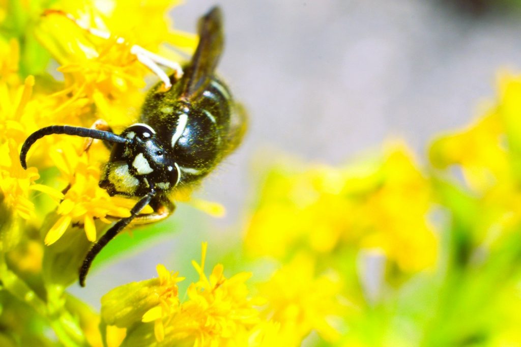 A wasp on yellow flowers