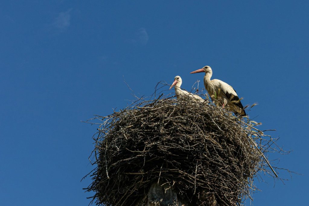 Two storks are sitting on top of a nest
