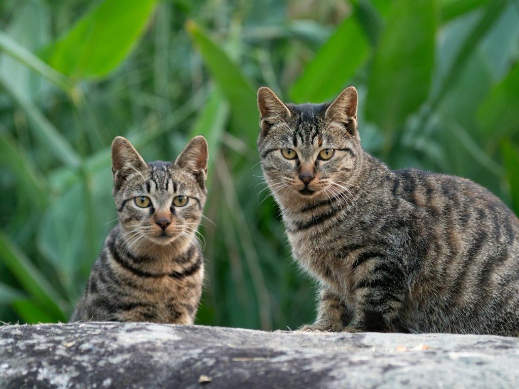Two tabby cats sit on a wall.
