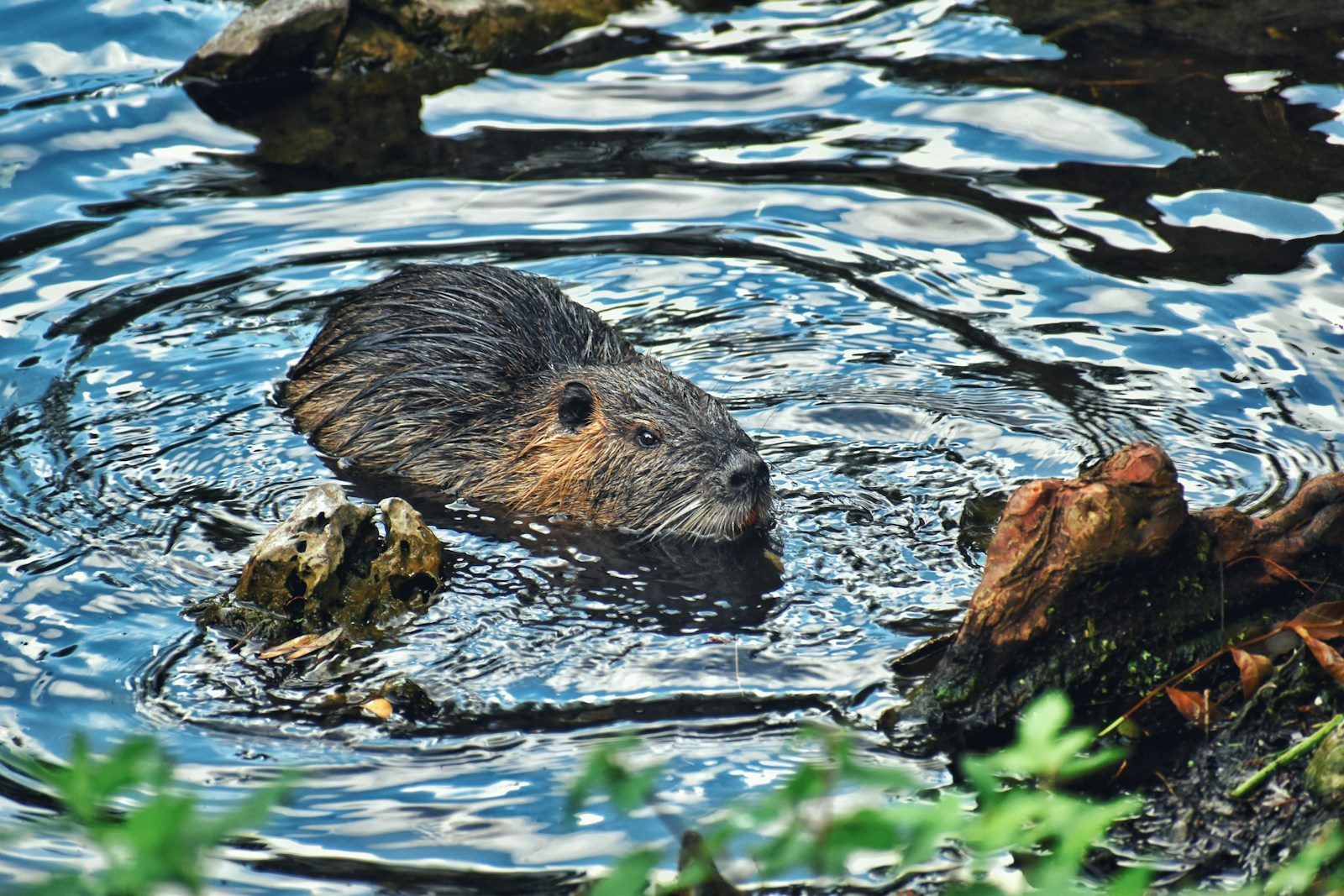 A beaver swimming in a body of water